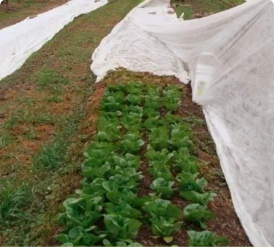 Tessuto non tessuto spunbond in PP agricolo di larghezza 36 m con trattamento UV per copertura vegetale