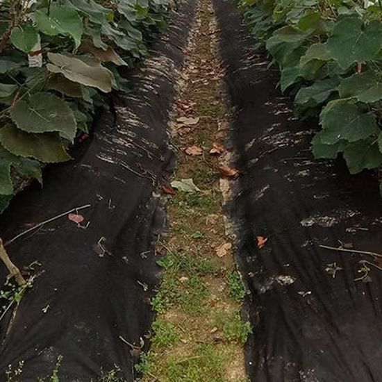 Tessuto non tessuto/non tessuto agricolo Spunbond in polipropilene per serra vegetale, tessuto non tessuto in PP per il controllo delle infestanti